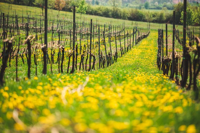 A delightful wine tasting in the scenic countryside with lunch - Lunch in the Czech countryside