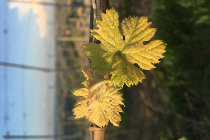 Abellonio Cascina Piccaluga - visit to the vineyards, to the wine tasting cellar - Why this vineyard visit works so well near Alba