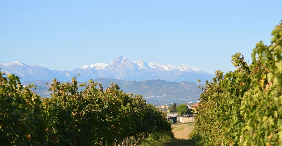 Abruzzo: Historic Cellar Wine Tour and Tasting - Why this Abruzzo winery is worth your time