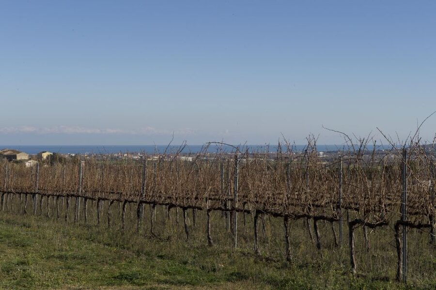 Abruzzo: Historic Cellar Wine Tour and Tasting - Olive oil, bruschetta, cheeses, and local cold cuts