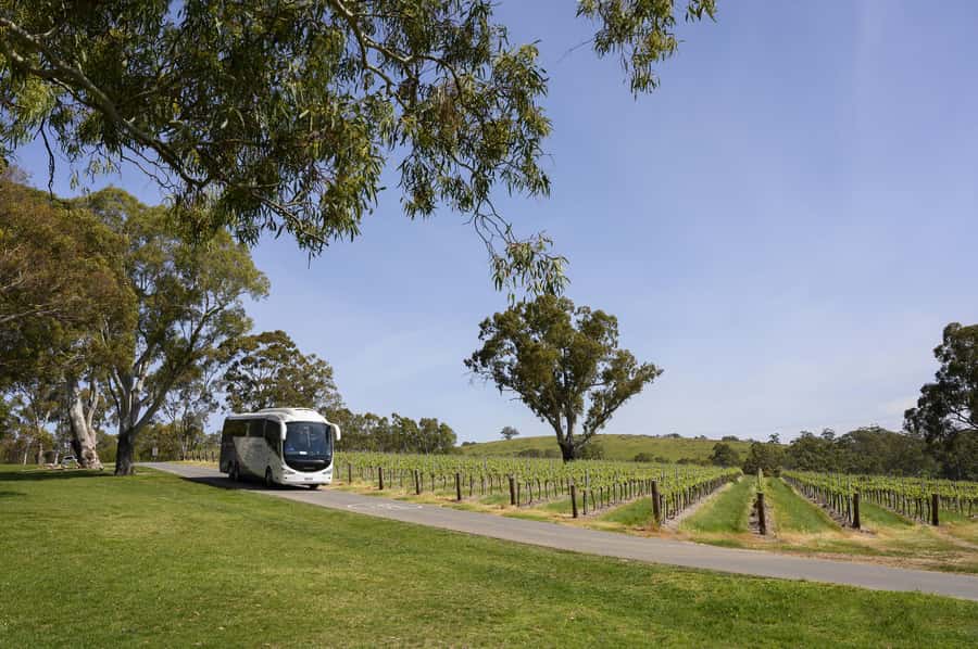 Adelaide: Small Group Tour of Barossa, Wineries with Lunch - Mengler Hill puts the valley in view