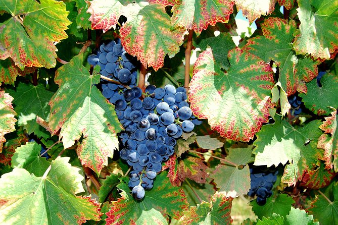 African Story Wine Tours in the Cape Winelands - The Guides Shape the Day