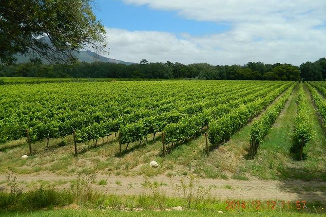 African Story Wine Tours in the Cape Winelands - Who Should Book This Cape Winelands Tour?