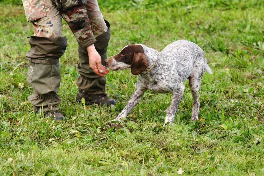 Alba: Truffle Hunting with Cheese, Truffle, & Wine Tastings - Key points to know before booking