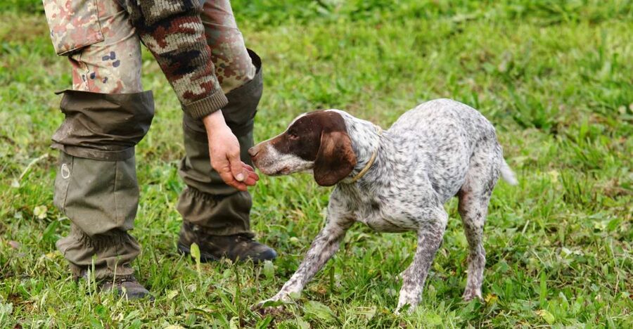 Alba: Truffle Hunting with Cheese, Truffle, & Wine Tastings - Why this hunt feels different from a standard food tour