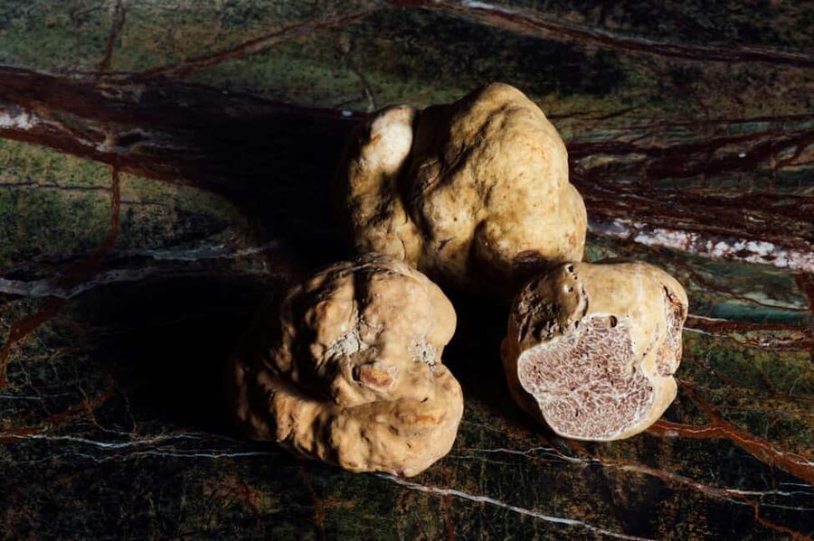 Alba: Truffle Hunting with Cheese, Truffle, & Wine Tastings - Timing, weather, and practical details