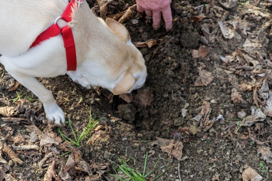 Alba: Truffle Hunting with Cheese, Truffle, & Wine Tastings - Walking the woods near Monforte d’Alba