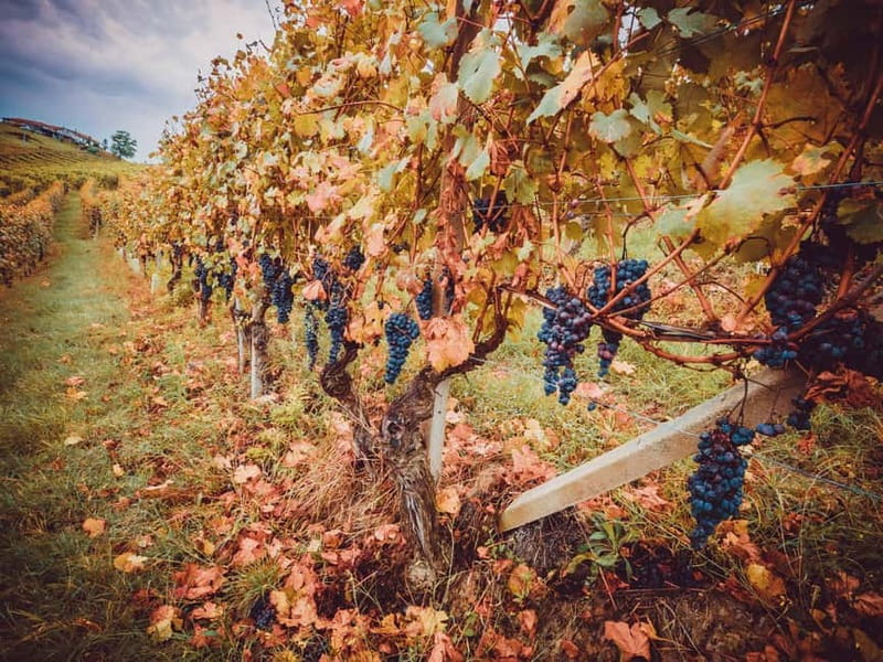 Alba: Wine Tasting and Tour with a Local Producer - How much time should you allow?