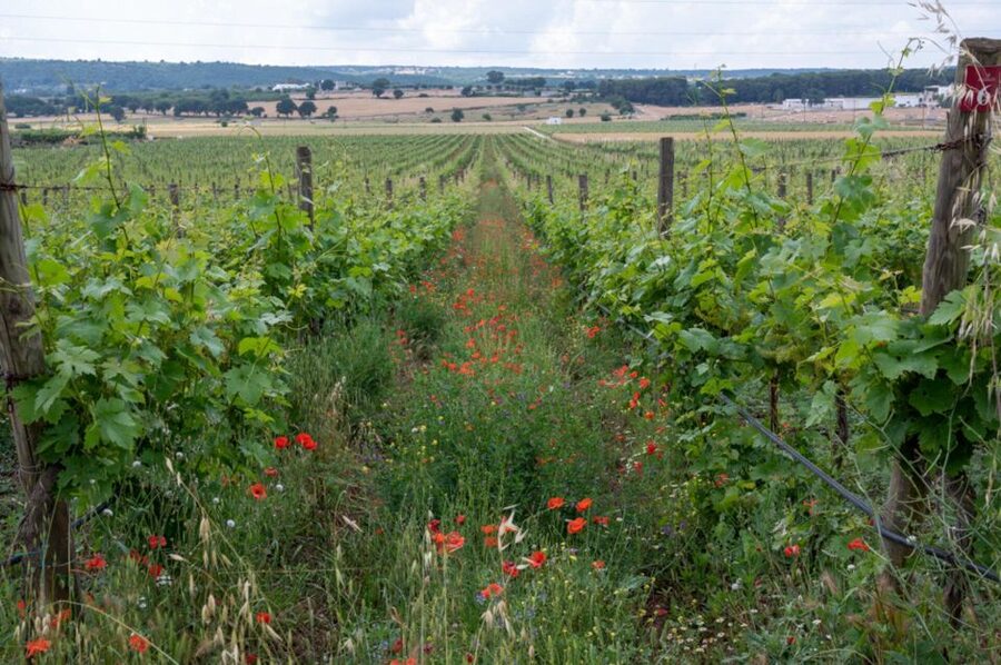 Alberobello: Winery Tour with Wine and Food Tasting - Should you book it?