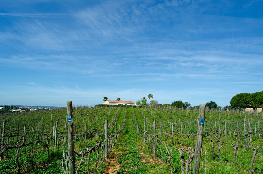 Albufeira: City Highlights & WINE TASTING - The Strip and Albufeira’s entertainment quarter