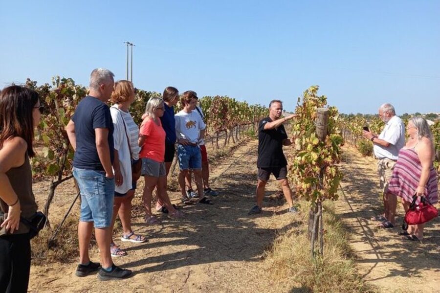 Albufeira/Vilamoura: Winery Tour with Wine Tasting and Tapas - Reaching the family-run winery