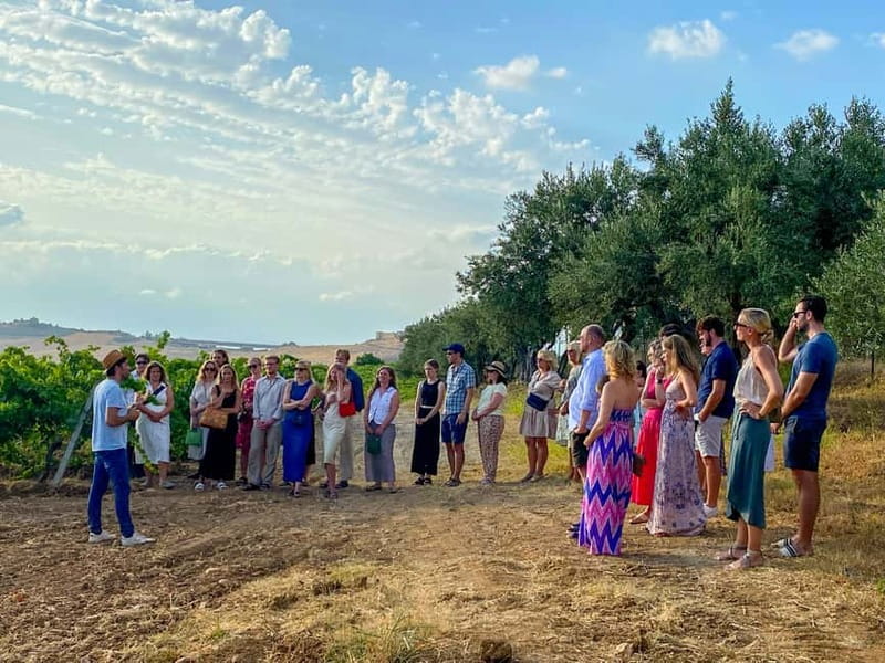 Alcamo: Natural Wine & Olive Oil Tasting - Sicily - Starting at the Alcamo farm
