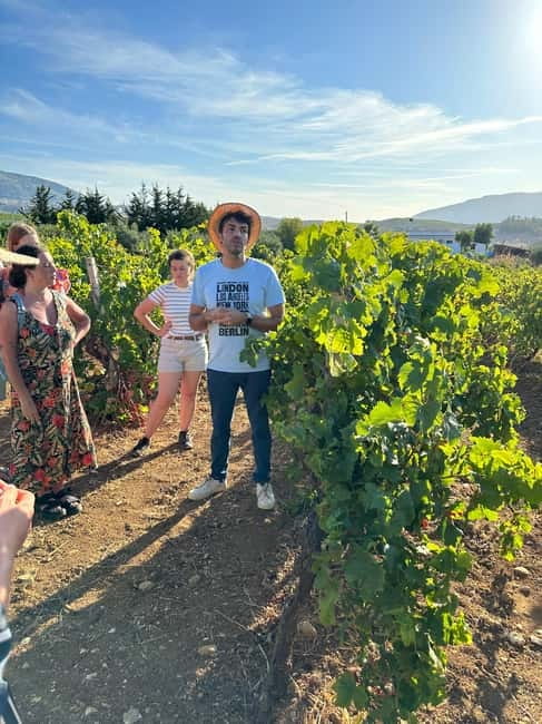 Alcamo: Natural Wine & Olive Oil Tasting - Sicily - Who will enjoy the Alcamo tasting most