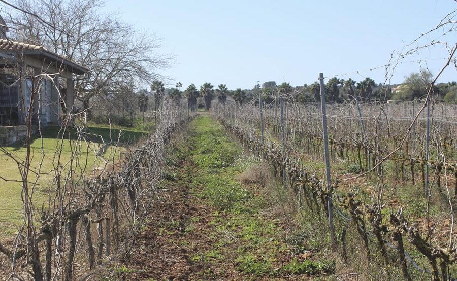 Alcúdia/Can Picafort: Guided Vineyard Visit and Wine Tasting - Getting there from Alcudia, Playa de Muro, or Can Picafort