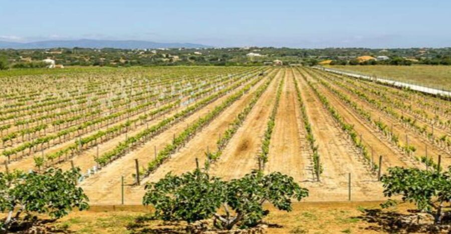 Algarve: Classic Wine Tour & Tasting in Silves - Why Cabrita Wines makes sense for a Silves afternoon
