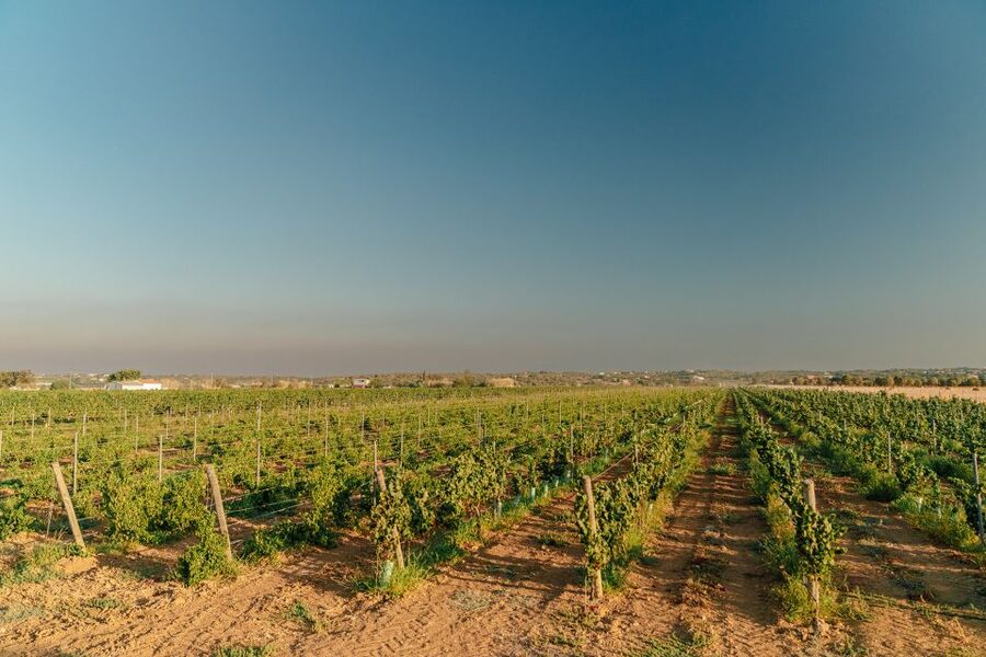 Algarve: Classic Wine Tour & Tasting in Silves - Three wines with a proper local spread