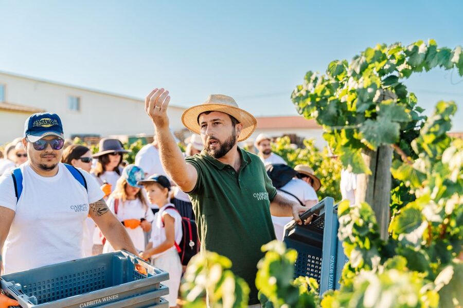 Algarve: Classic Wine Tour & Tasting in Silves - What the 4.9 rating means in practical terms