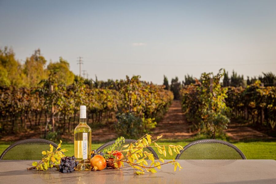 Alghero: Wine and Olive Oil Tasting at a Local Farm - A small producer with a personal feel