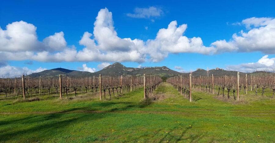 Alghero: wine tasting w/ local aperitif in the vineyard - Key points to know
