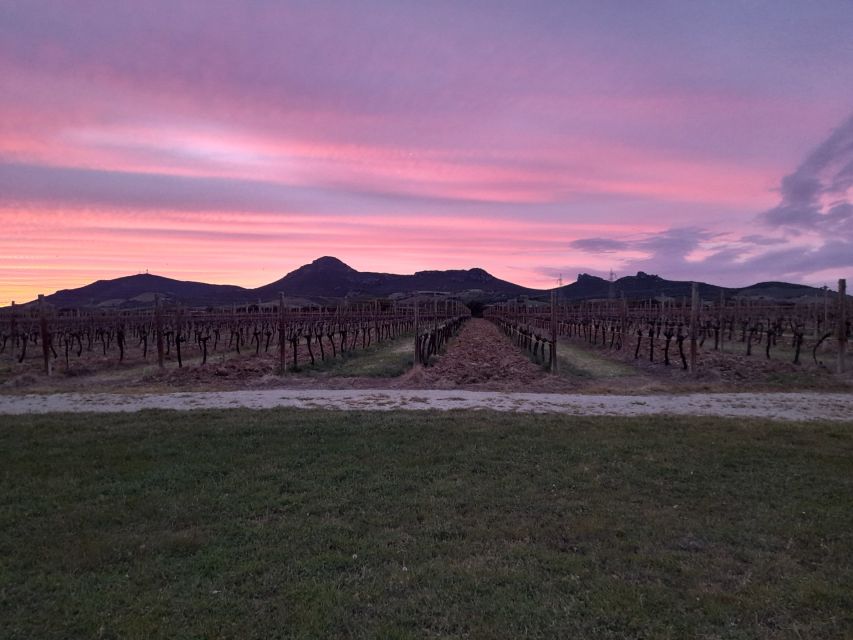 Alghero: wine tasting w/ local aperitif in the vineyard - A vineyard visit near Alghero with a family feel