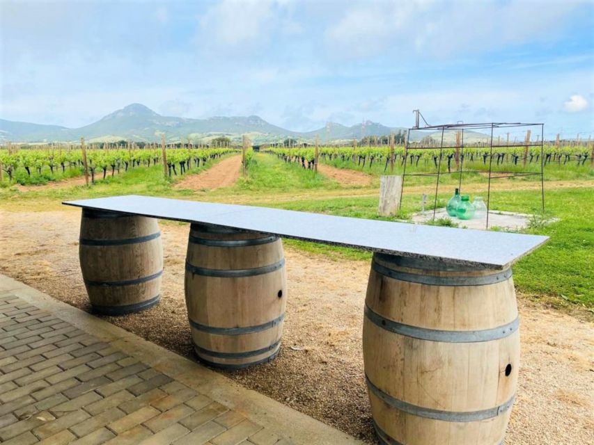 Alghero: wine tasting w/ local aperitif in the vineyard - Four wines, each with a different job at the table