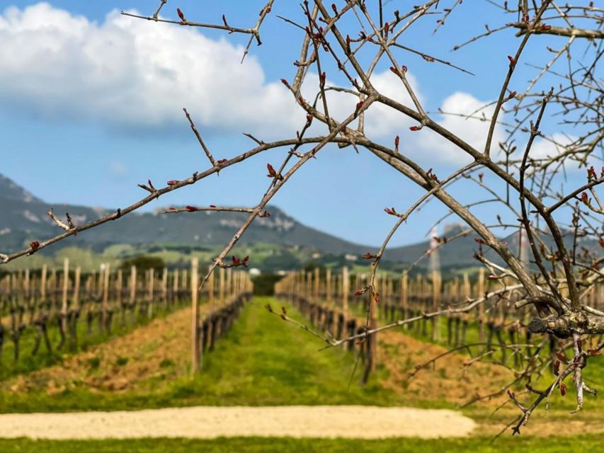 Alghero: wine tasting w/ local aperitif in the vineyard - A warm welcome, with a few informal touches
