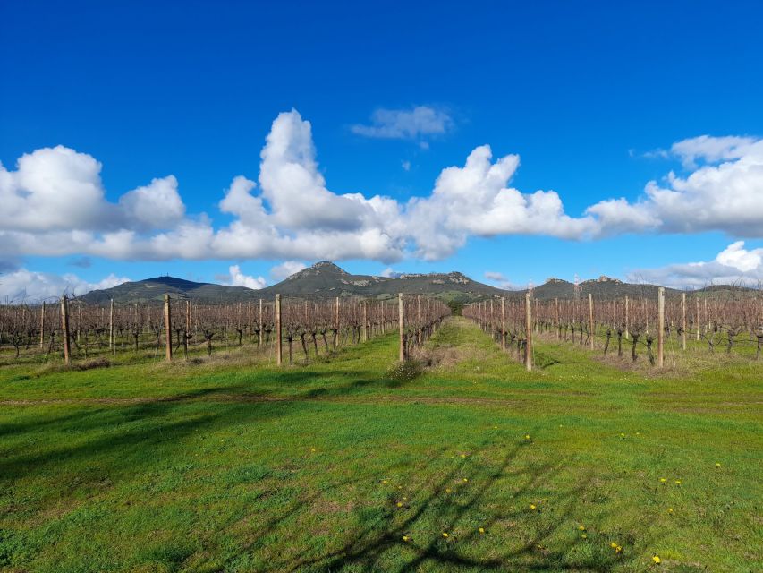 Alghero: wine tasting w/ local aperitif in the vineyard - Who should book this experience?