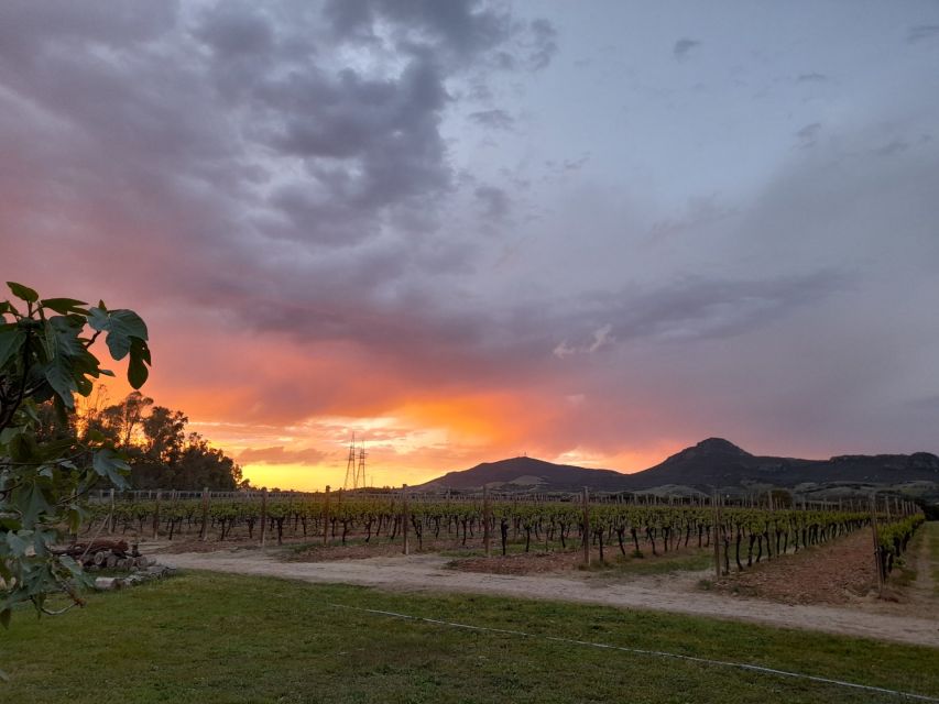 Alghero: wine tasting w/ local aperitif in the vineyard - Should you book the Oltremare vineyard tasting?