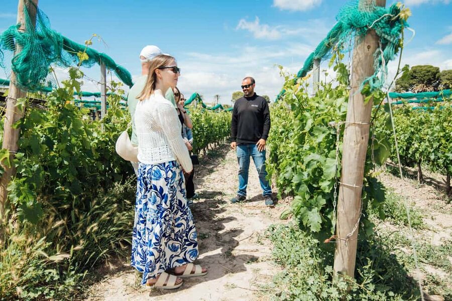 Alicante: Small-Group Countryside Wine Tour with 4 Tastings - The 30-minute ride into Alicante’s countryside