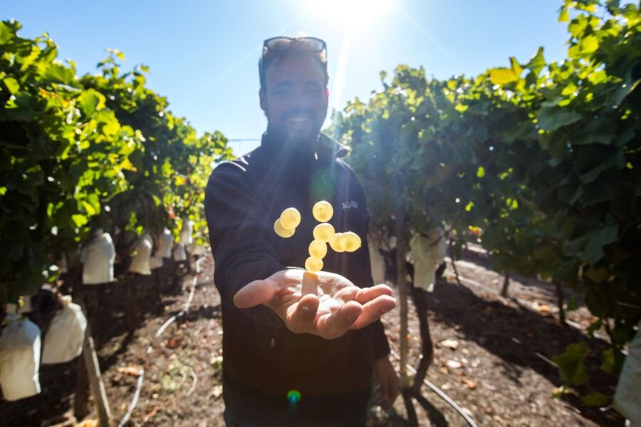 Alicante: Small-Group Countryside Wine Tour with 4 Tastings - Four wines and a relaxed tasting