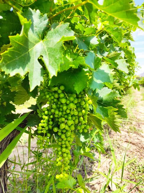Alicante: Small-Group Countryside Wine Tour with 4 Tastings - Practical details before you book