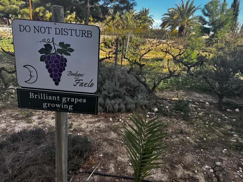 Alicante; Wine Tour, Wineries, Food and Transfer included - Why the tapas change the value of this Alicante wine tour