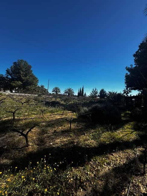 Alicante; Wine Tour, Wineries, Food and Transfer included - Who should book this experience?