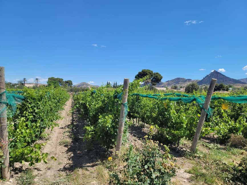 Alicante:Winery Tour+ Wine Tasting + Old castle - Is $64 a fair price?