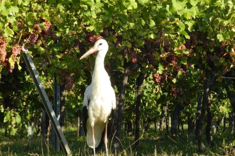 Alsace: Half-Day Wine Tour from Colmar - The guide makes the difference