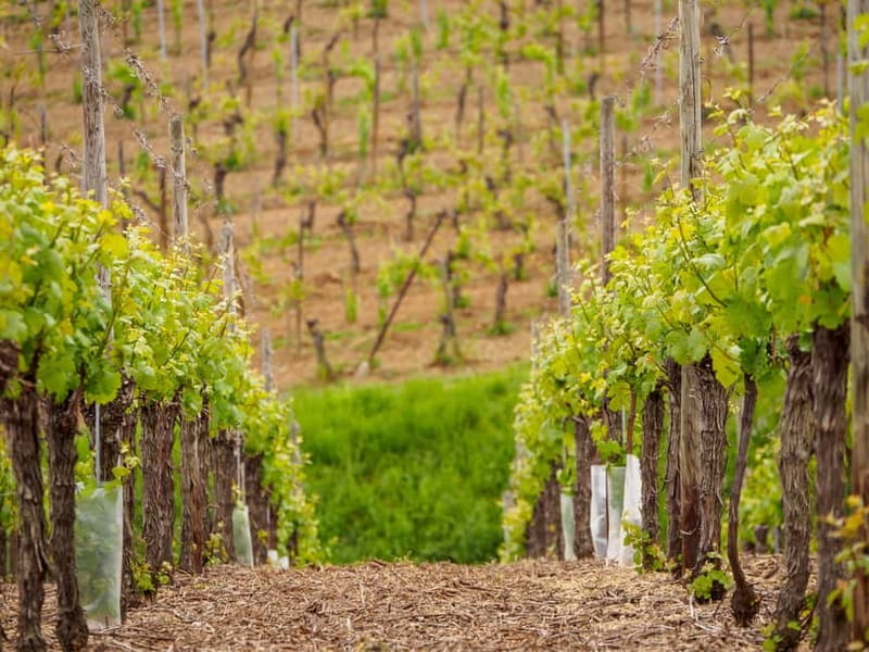 Alsace Half-Day Wine Tour from Strasbourg - Key points to know before booking