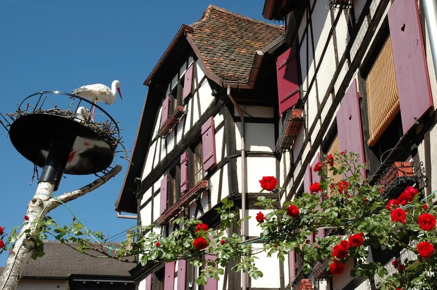 Alsace Half-Day Wine Tour from Strasbourg - What the guide adds to the experience