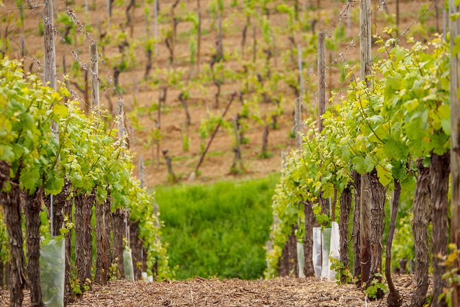 Alsace Wine Route Wineries & Tasting Small Group Guided Tour from Strasbourg - Starting in Strasbourg and heading toward Mittelbergheim