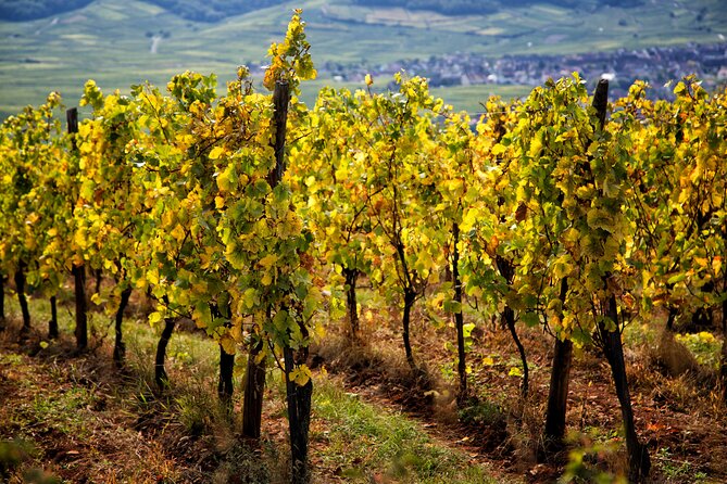 Alsace Wine Route Wineries & Tasting Small Group Guided Tour from Strasbourg - Who should book it