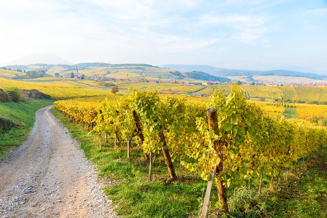 Alsace Wine Route Wineries & Tasting Small Group Guided Tour from Strasbourg - Dambach-la-Ville and the family-cellar experience
