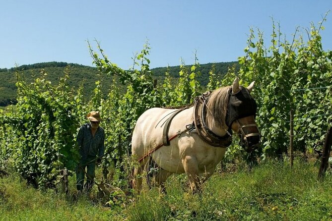 Alsace wine tour and medieval villages. Small group guided tour - Six hours or a longer day