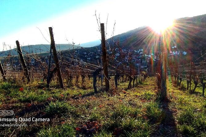 Alsace wine tour and medieval villages. Small group guided tour - Is $365.53 a fair price?