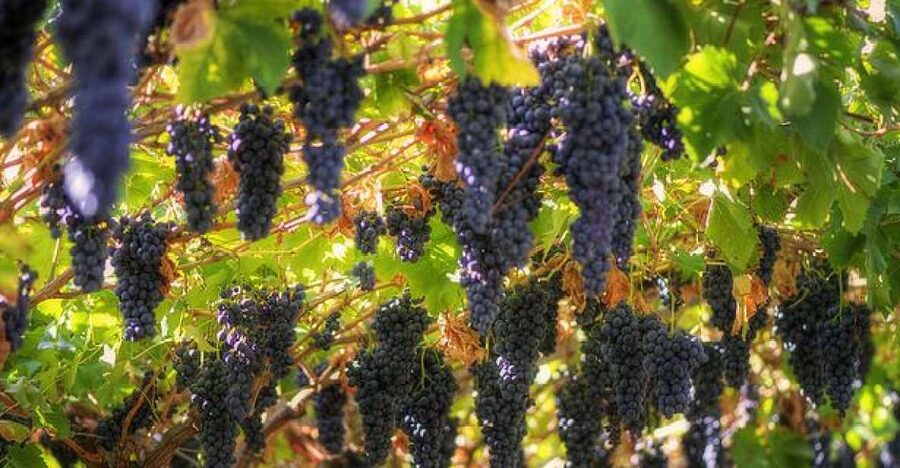 Amarone Wine Tour & Tasting from Venice, Padua or Verona - First cantina: wine in a 15th-century setting