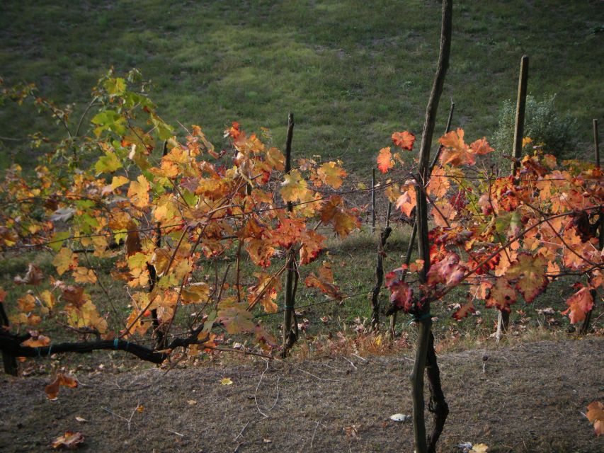 Amarone Wine Tour & Tasting from Venice, Padua or Verona - The trattoria lunch between tastings