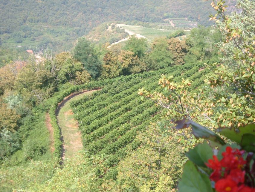 Amarone Wine Tour & Tasting from Venice, Padua or Verona - Who should book this Valpolicella day trip?
