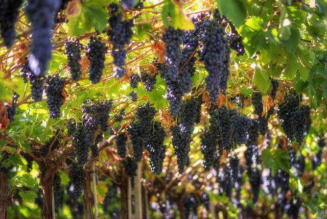 Amarone Wine Tour & Tasting from Venice, Padua or Verona - The drive from Venice, Verona, or Padua