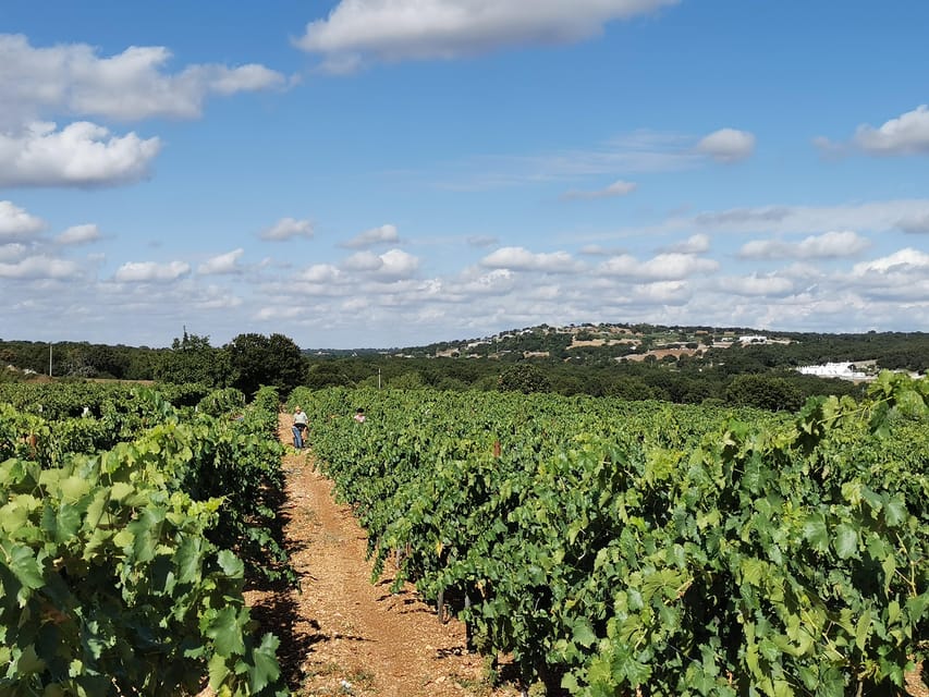 Apulia: Guided Wine Tasting with Local Appetizers - Walking through the Itria Valley vineyard