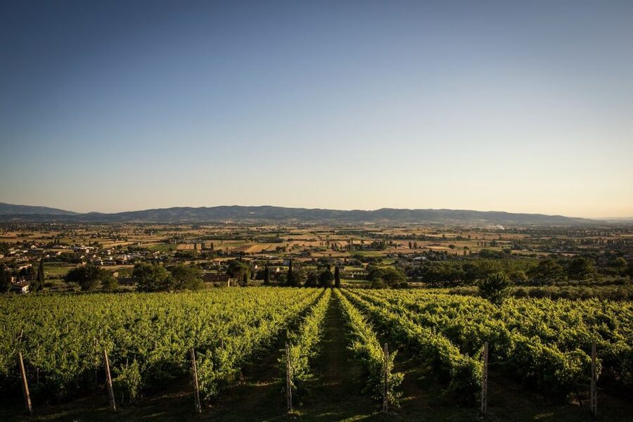 Assisi: Organic Winery Tour with Tastings & Typical Food - Who will enjoy Tili 21 most