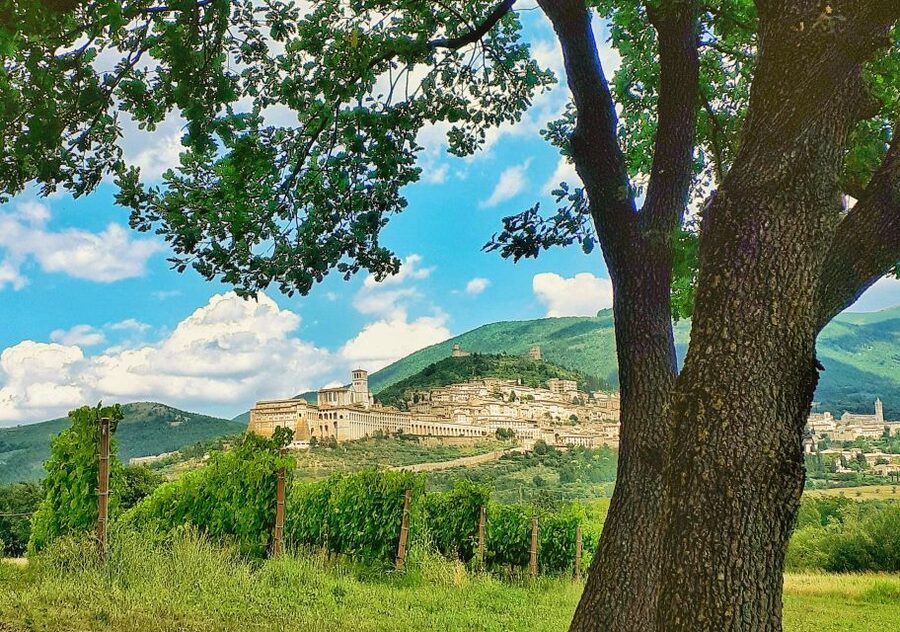 Assisi: Wine tasting, gourmet pairing, walk in the vineyards - A vineyard visit with Assisi in the background