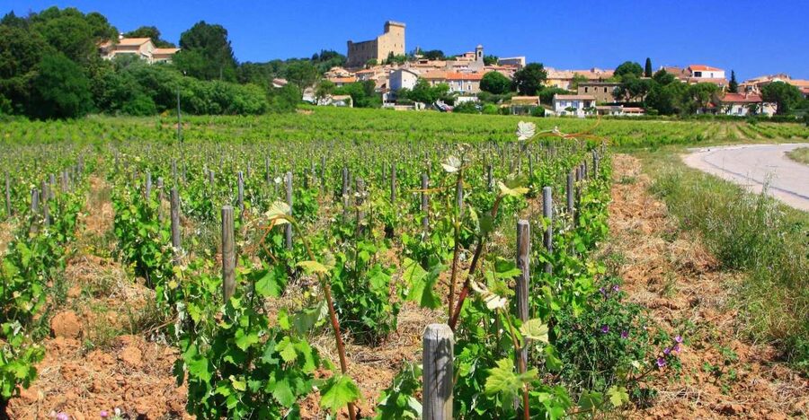 Avignon: Full-Day Wine Tour around Châteauneuf-du-Pape - Cellars, barrels and the work behind the bottle